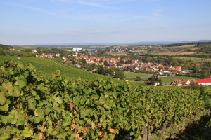 ...zielsicher in die Weinanbaugebiete geführt wurde.